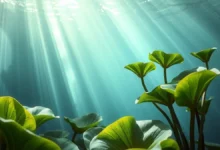 Os lotófagos e a planta que fazia os marinheiros esquecerem tudo