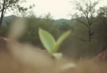 Memento explicado: o filme contado de trás para frente